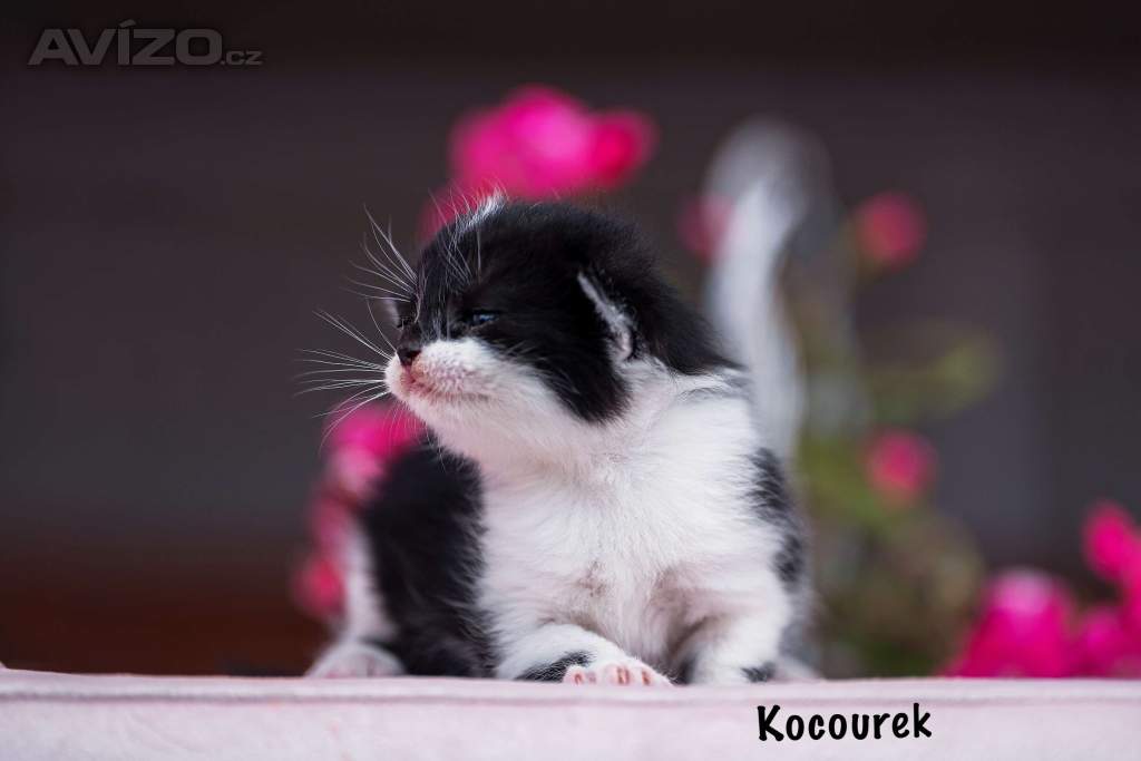 Krásná koťátka 