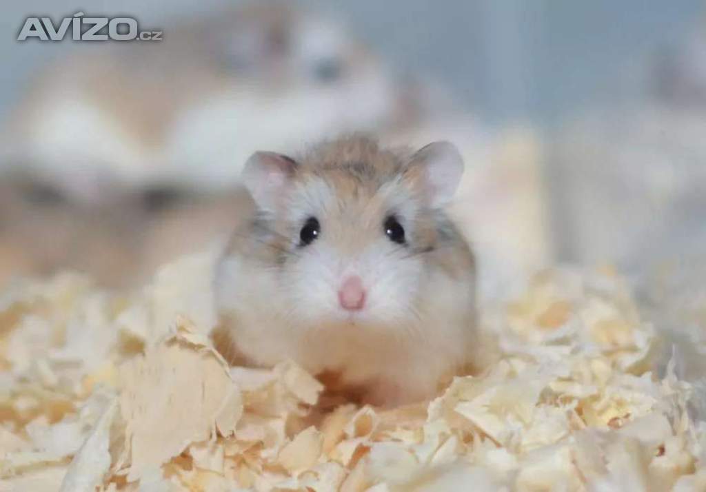 Křeček 🐹
