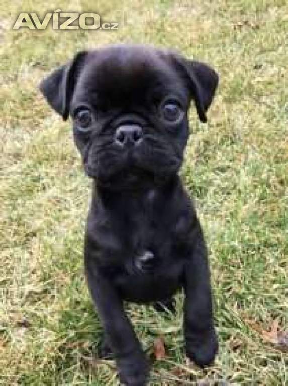 Mops