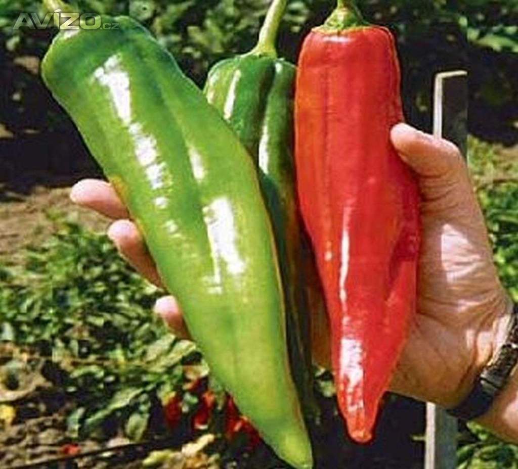 Sazenice Chilli Big Jim