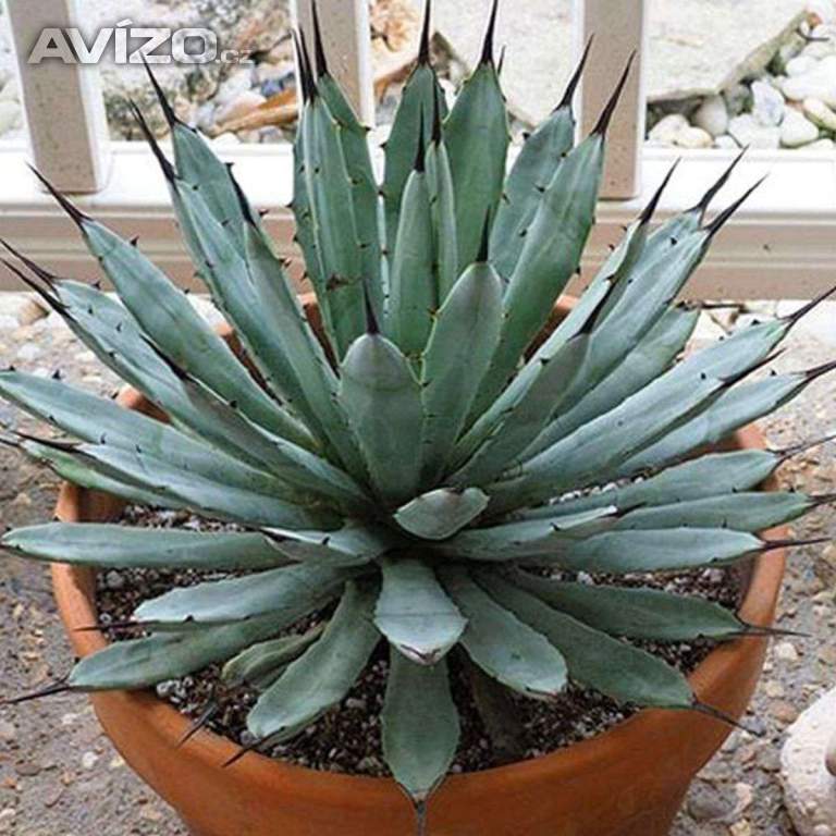 Sazenice Agave macroacantha