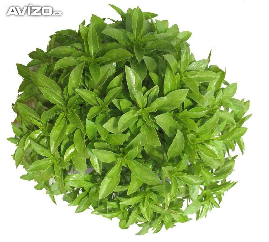 BAZALKA FINO VERDE - SEMENA