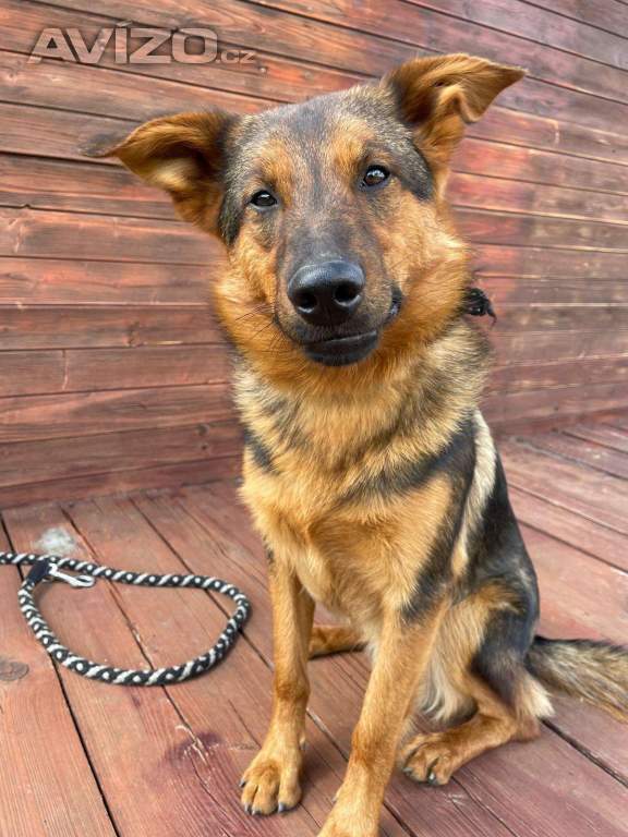 OMAR - cca 14 kg, psík 2 roky 