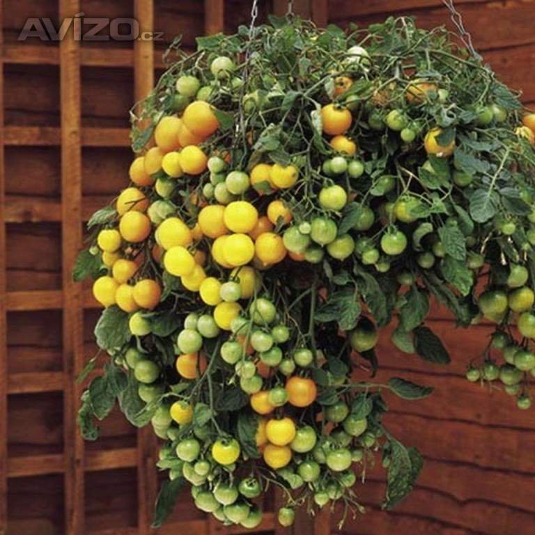 Sazenice rajče Tumbling Tom Yellow