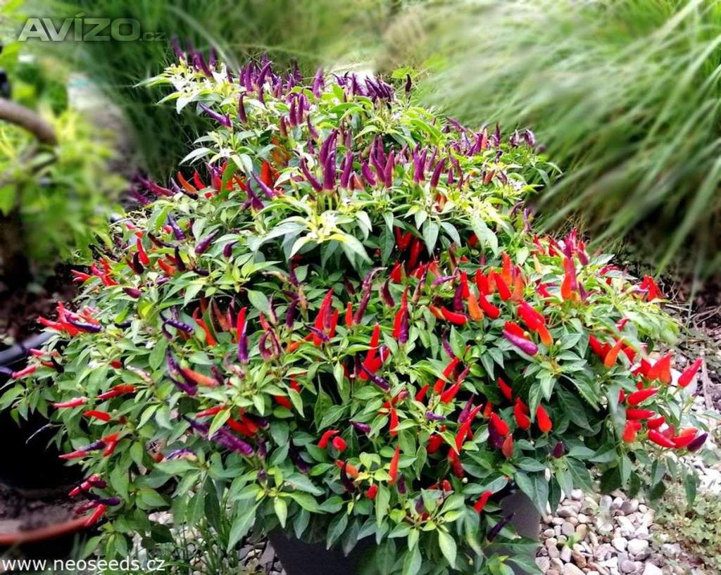 Sazenice Chilli Sangria Ornamental