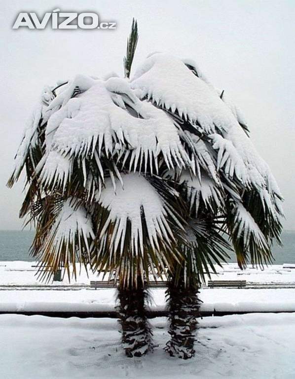 Sazenice palma Trachycarpus fortunei 1-2 první listy