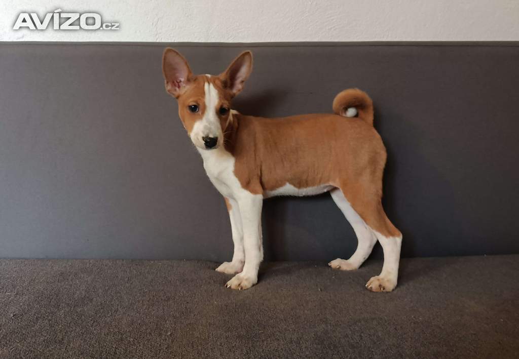 Basenji - prodám štěňata bez pp