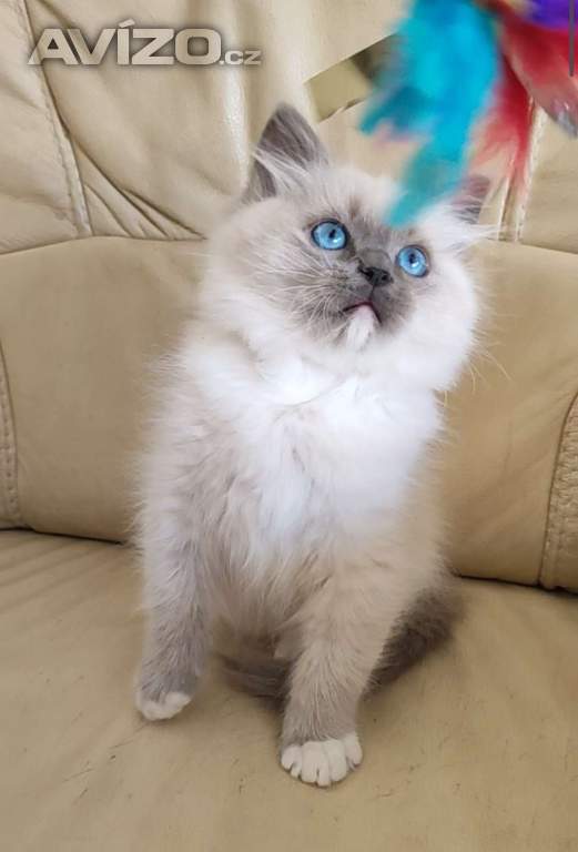 Ragdoll