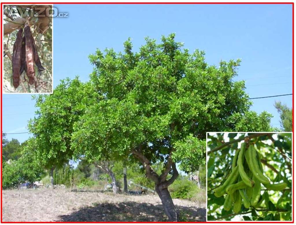 Ceratonia Siliqua - Svatojánský chléb - semena