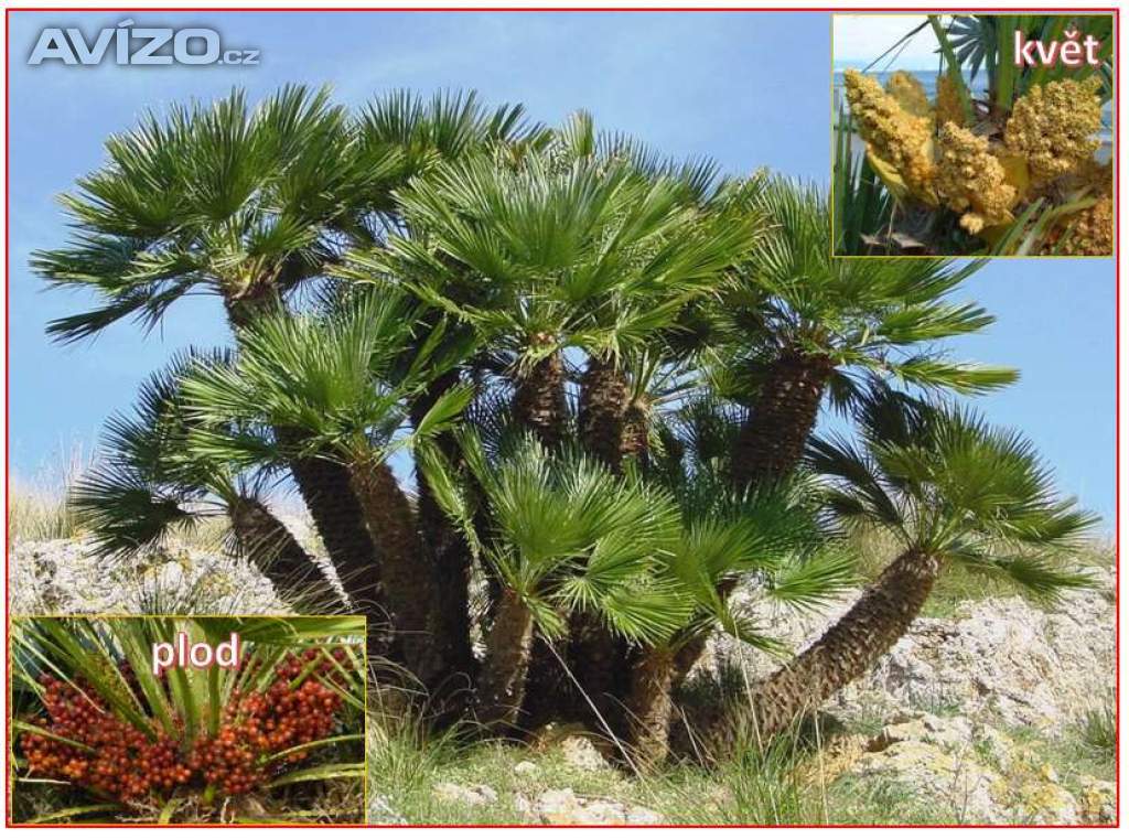 naklíčená semena palma CHamaerops Humilis 