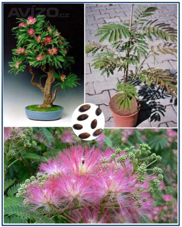Albizia Julibrisin Mrazuvzdorná Mimóza - semena