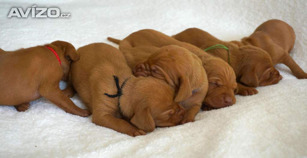  Štěně maďarského ohaře krátkosrstého (MOK/Vizsla) s PP