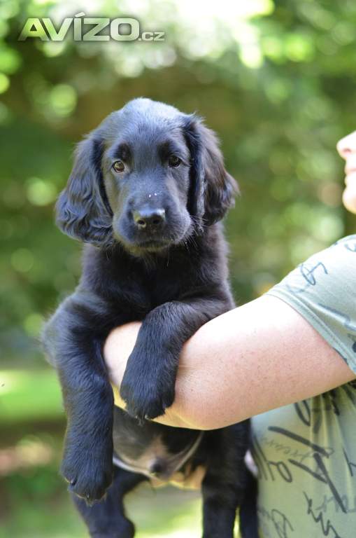 Flat coated retriever - dva kluci s PP