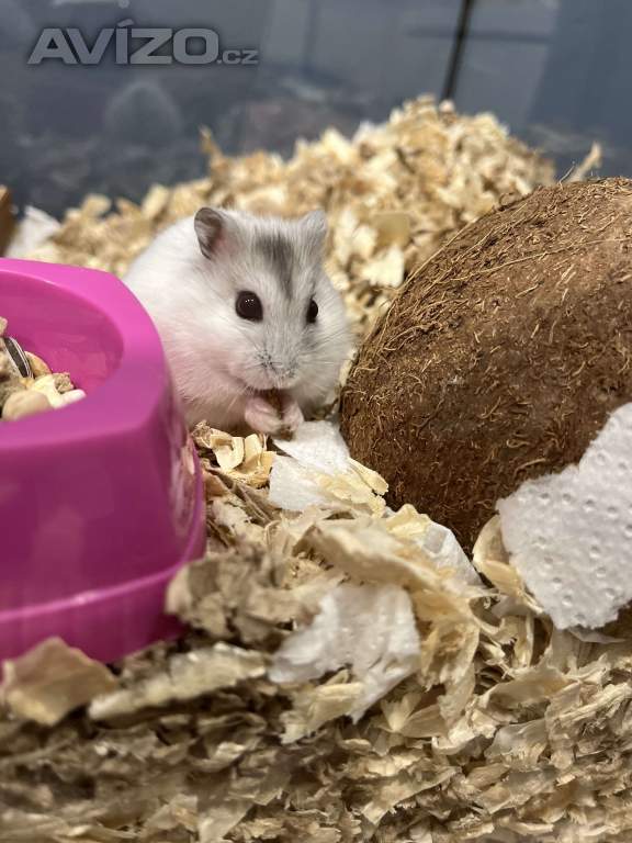 Hlídání drobných zvířat u nás doma 