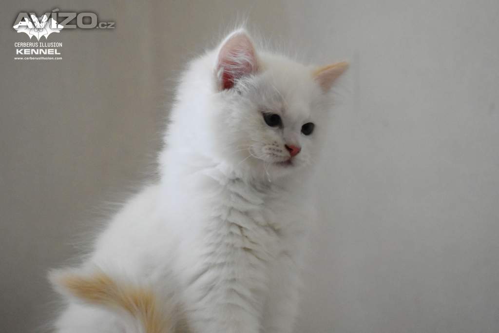 Ragdoll s PP – creme bicolor kocourek na výstavy a chov