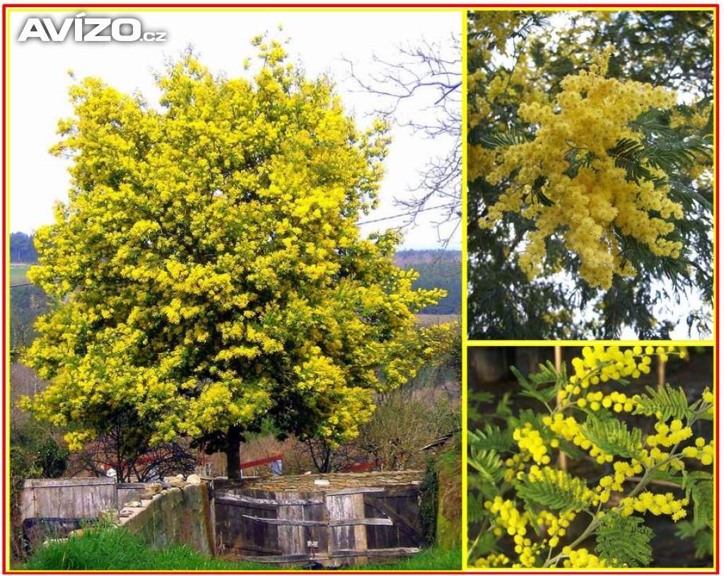 Acacia dealbata - SEMENA