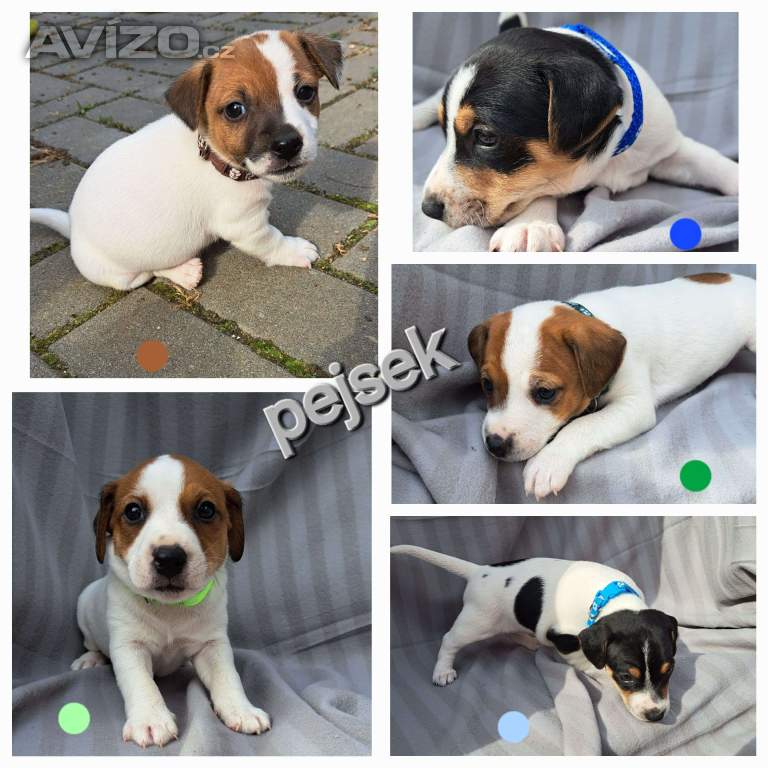 JRT - pejsci bez PP