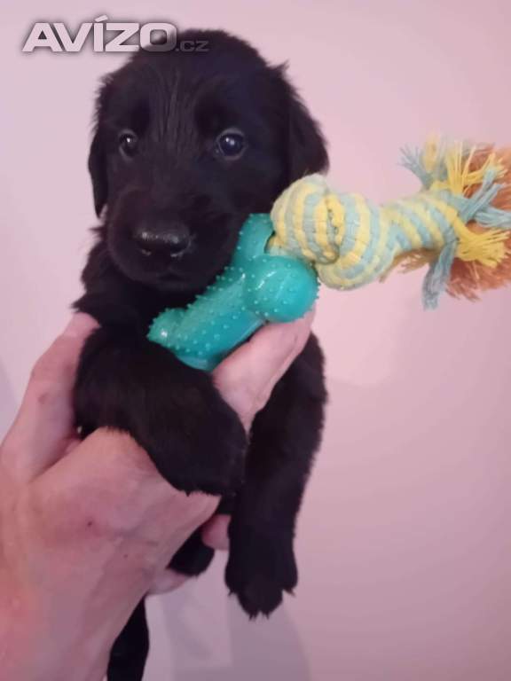 štěňátka Flat Coated Retriever