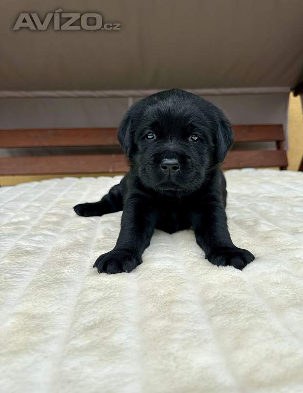 Labradorský Retriever s PP