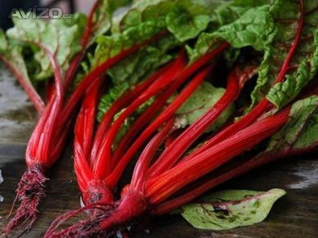 Mangold Rhubarb chard - semena