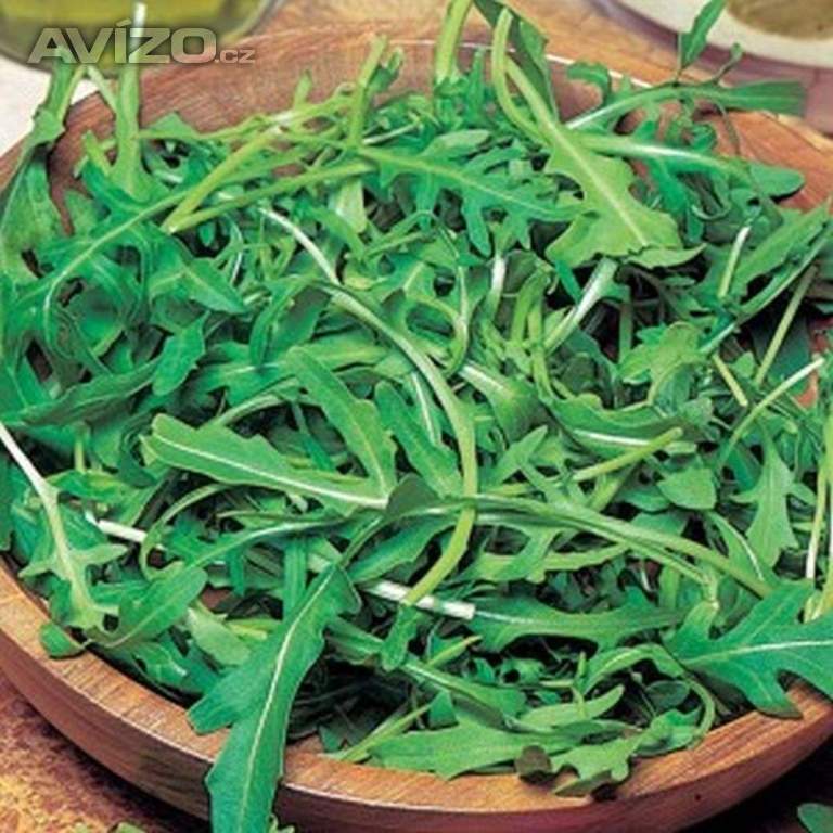 Roketa rukola setá Wild Rocket - semena