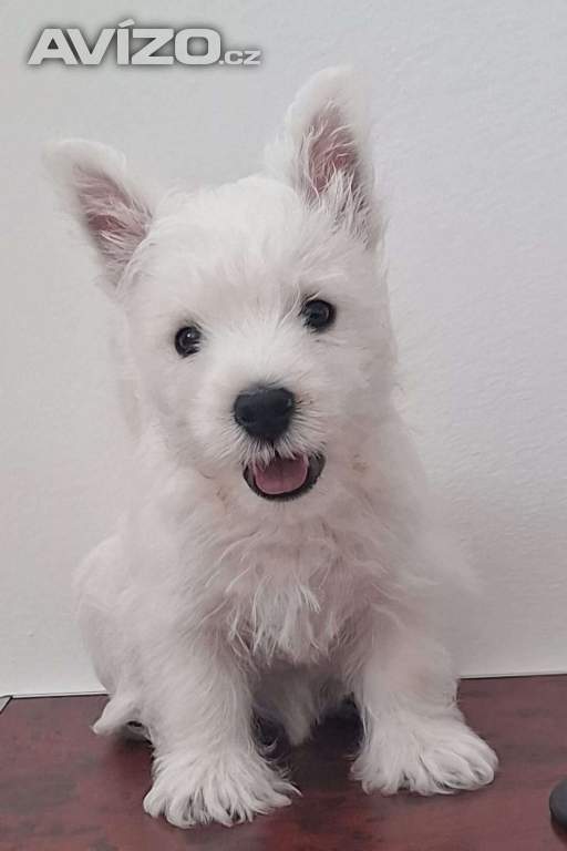 prodej - West highland white terier