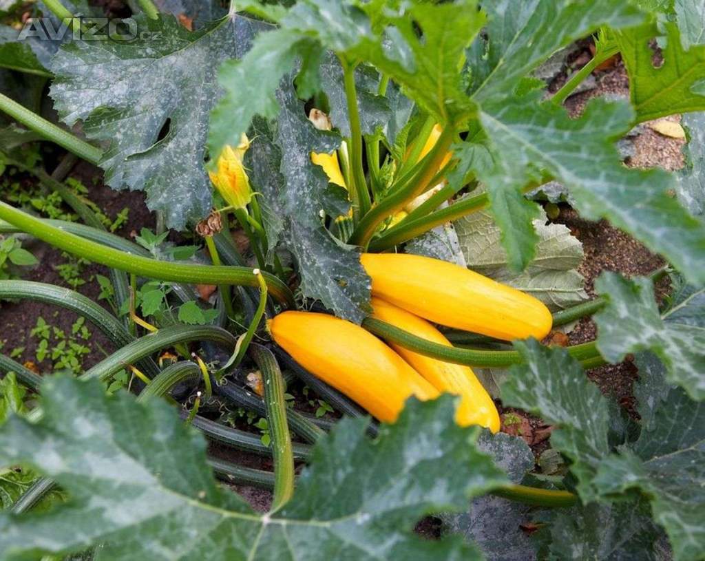 Cuketa Goldena - semena