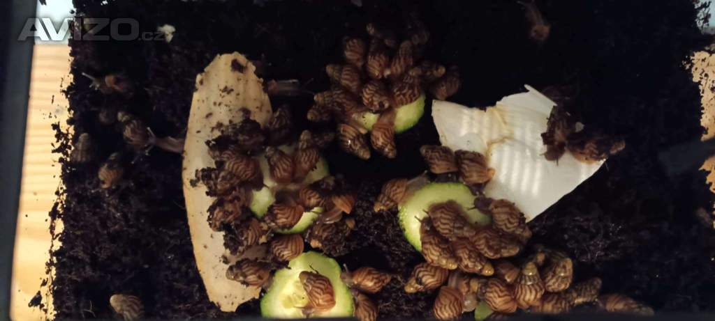 Mláďata afrických šneků - lissachatina reticulata