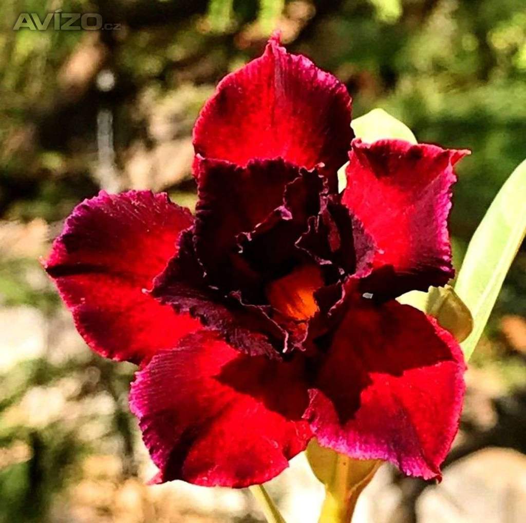 Adenium obesum black swan - semena