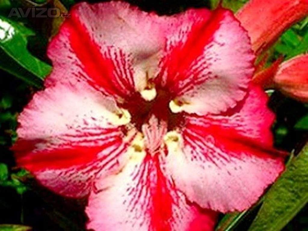 Adenium obesum romantic - semena