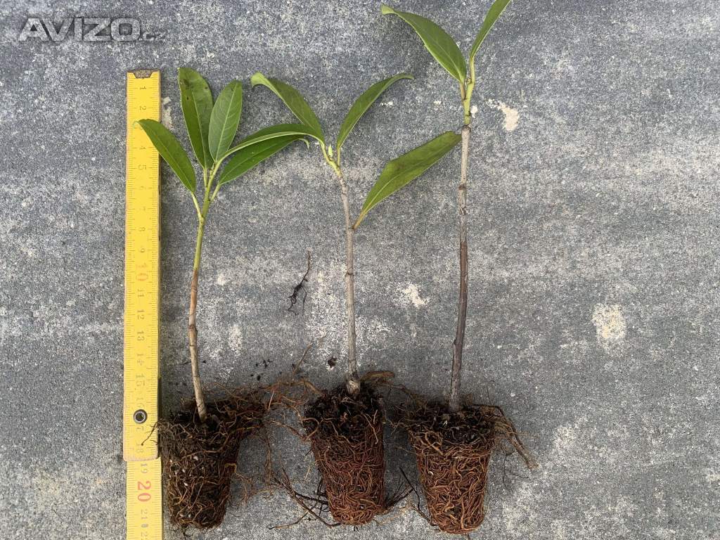 Bobkovišeň NOVITA 15-20cm
