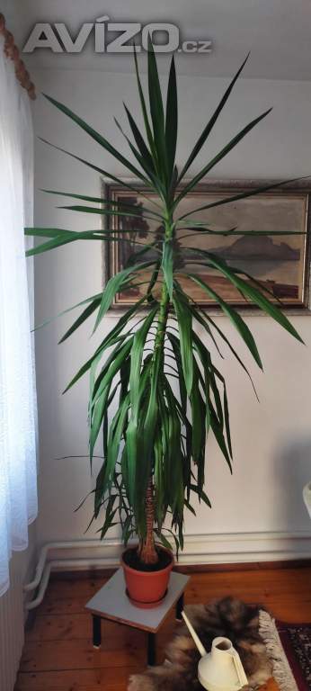 Juka, yucca elephantipes