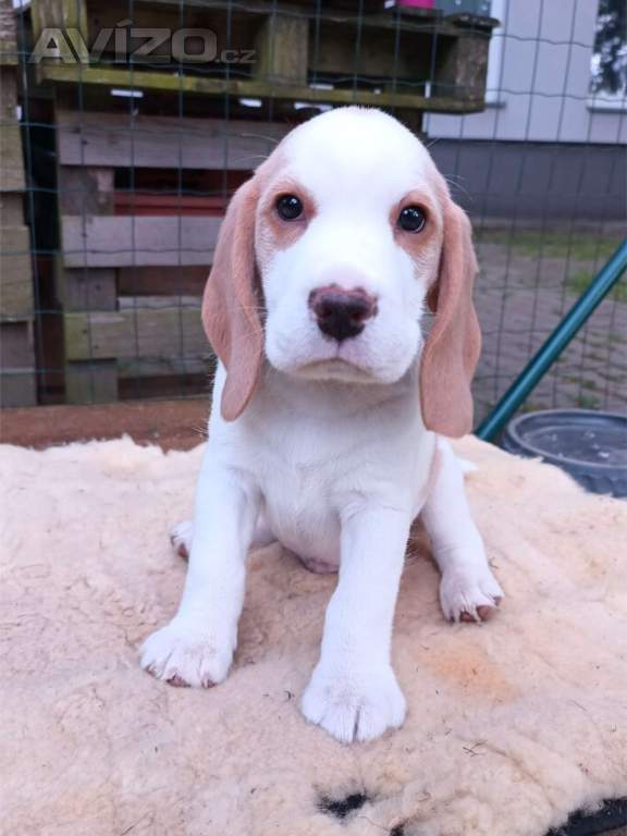 Beagle pejsek s PP