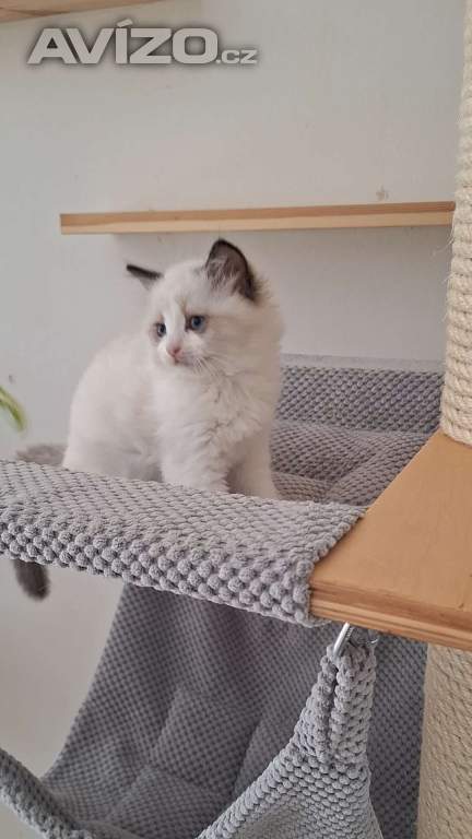 Koťátko Ragdoll s PP
