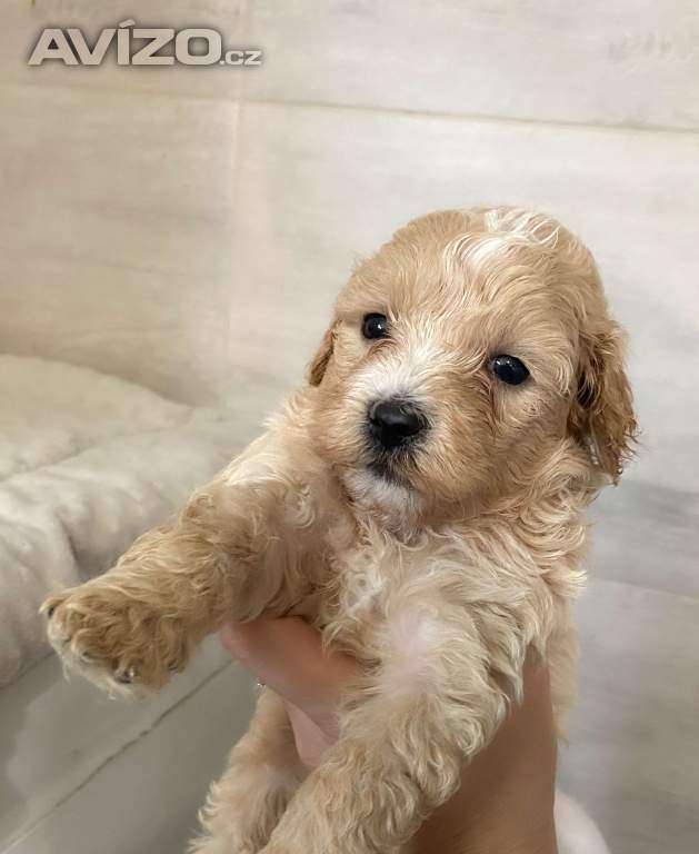 Štěňata maltipoo na prodej, maltézský toy pudl s PP