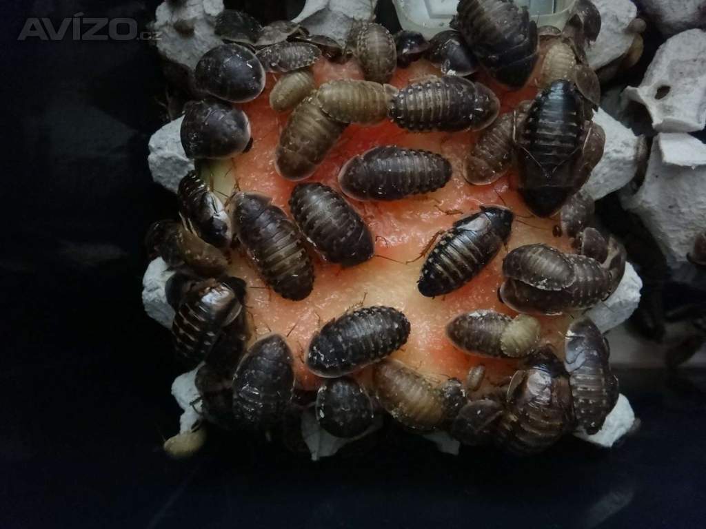 Šváb argentinský Blaptica dubia do celé ČR