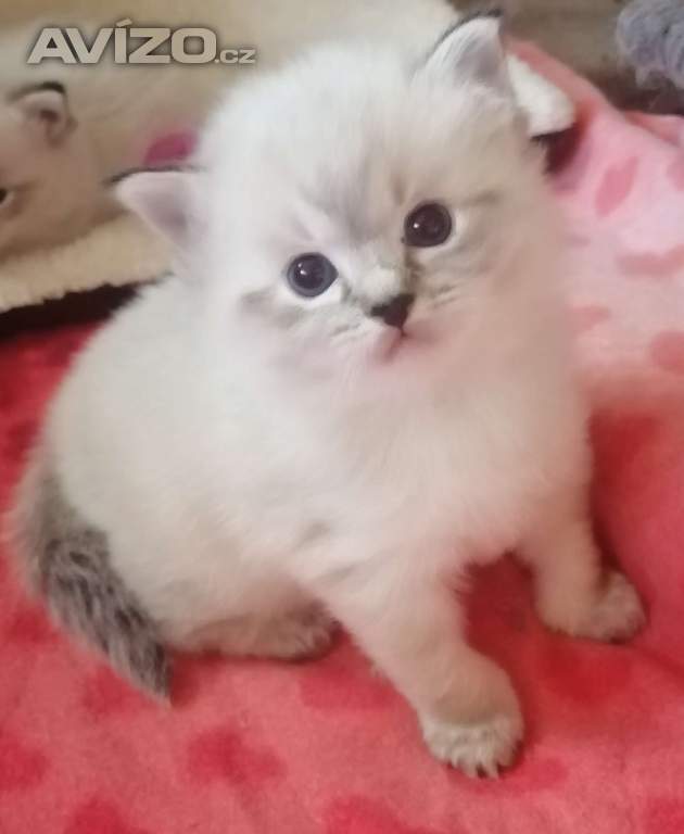 Ragdoll bez PP 