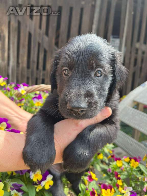 štěňátko Flat Coated Retriever