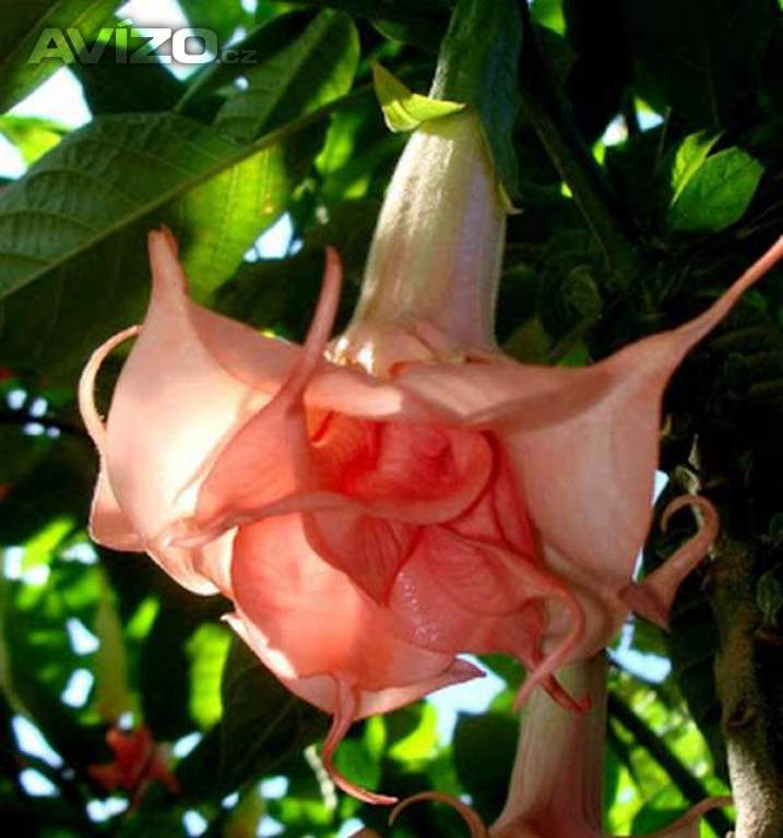 Řízek Brugmansia Salmon perfektion - Andělská trumpeta