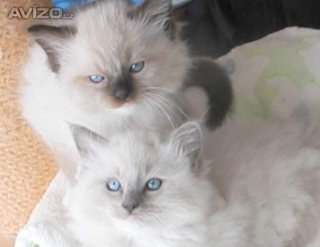 Koťátka Ragdoll s PP na luxusního mazlíčka