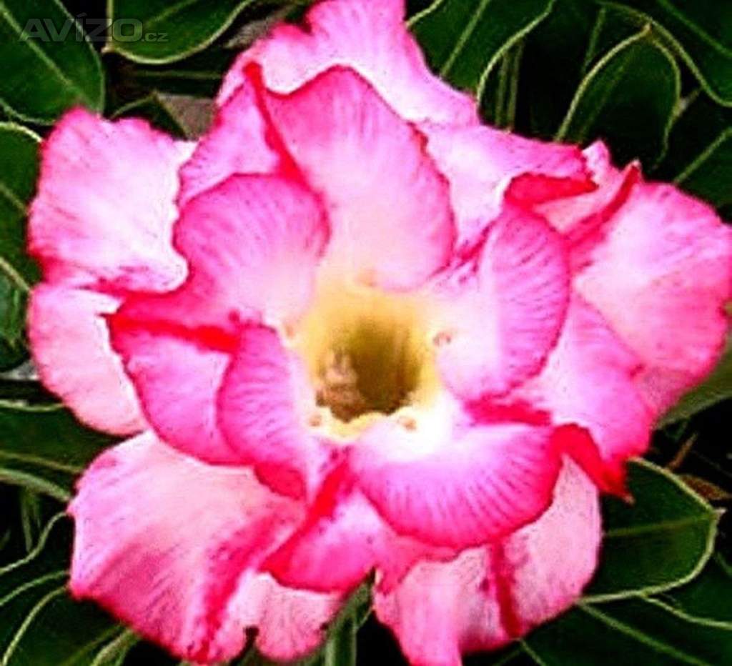Adenium obesum double lilliput - semena
