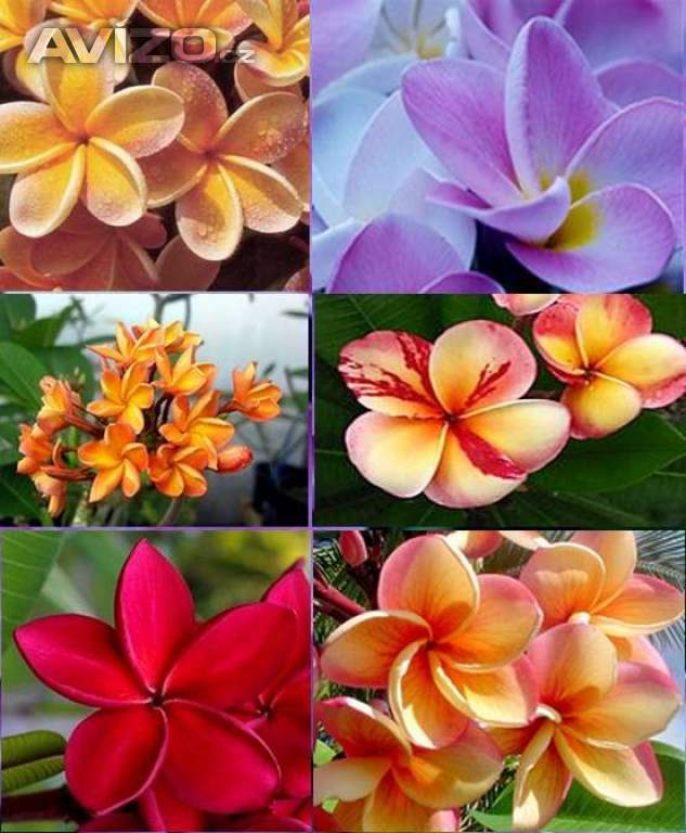 Sazenice Plumeria Frangipani mix barev cca 8-10 cm
