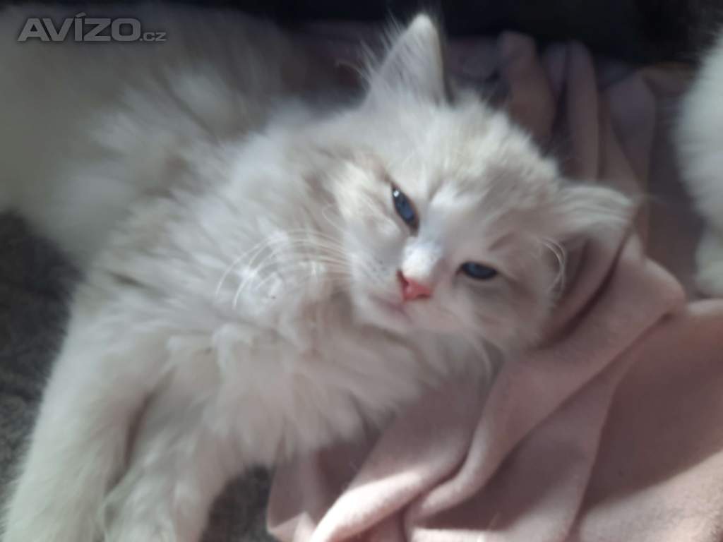 Ragdoll koťata s PP