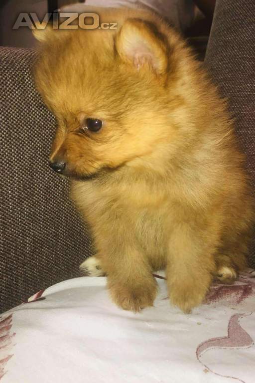 Pomerian mini