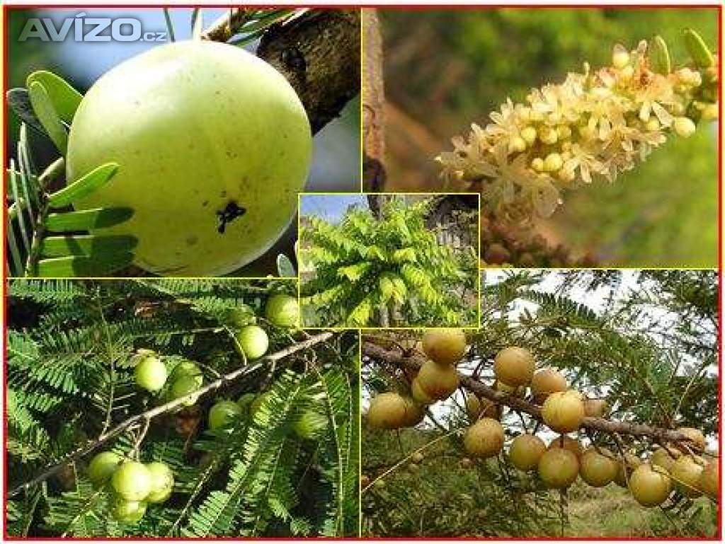 Phyllanthus Emblica - Angrešt indický - semena