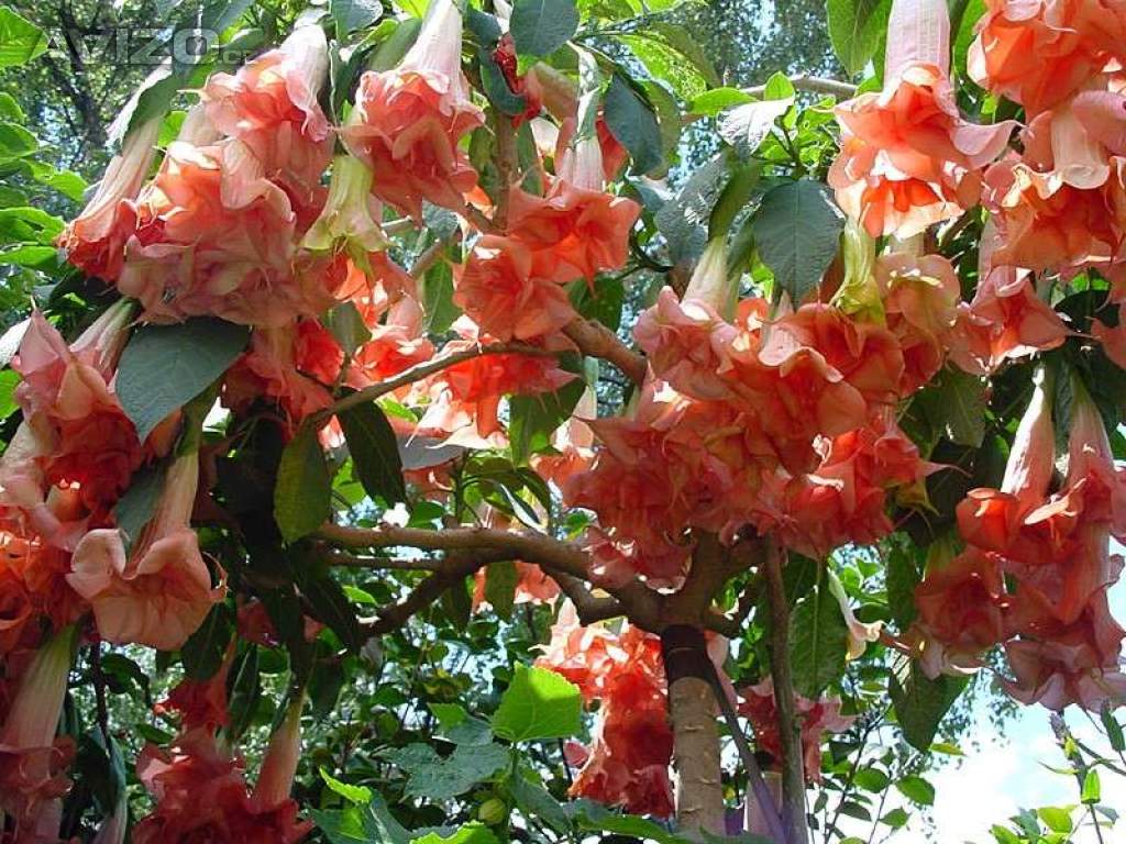 řízek Brugmansia Phänomenal
