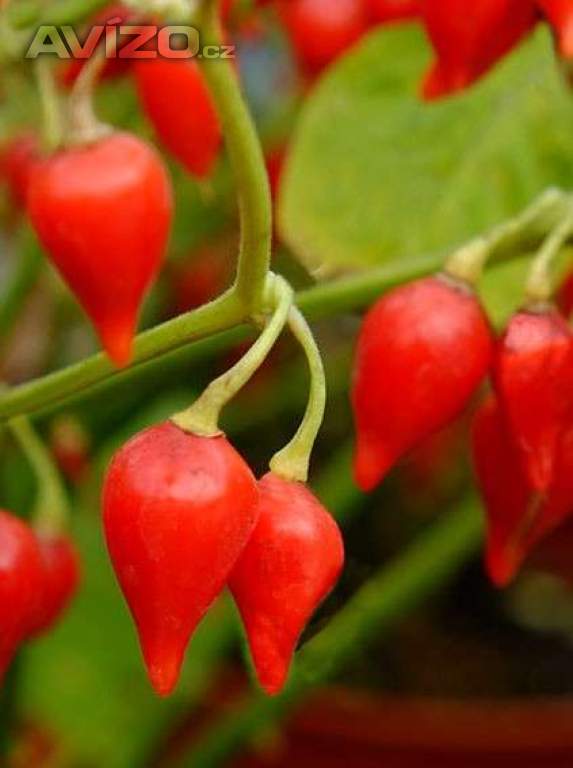 Sazenice Chilli Chupetinho red
