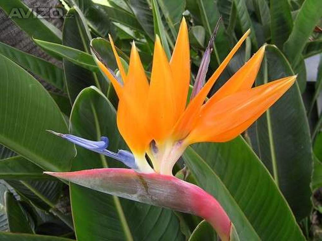 Sazenice Strelitzia Reginae