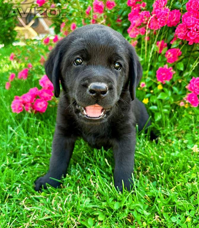 Labradorský Retriever s PP