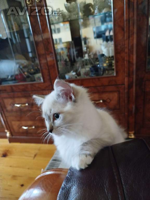 Ragdoll 